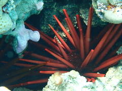 Heterocentrotus mamillatus