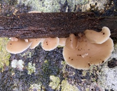 Auriscalpium villipes