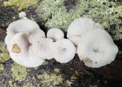 Auriscalpium villipes