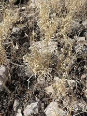 Panicum hallii