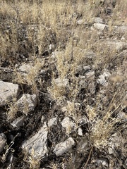 Panicum hallii