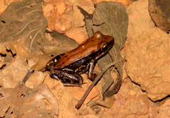 Hydrophylax bahuvistara