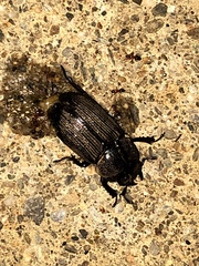 Dorcus parallelus