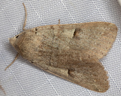 Cissusa indiscreta