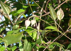 Clematis crispa