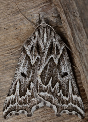 Plataea californiaria