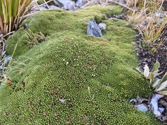 Kelleria childii