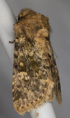 Pseudobryomima fallax