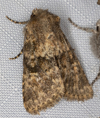 Pseudobryomima fallax