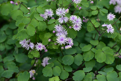 Thalictrum fortunei