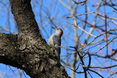 Melanerpes carolinus