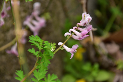 Corydalis edulis