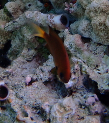 Pycnochromis pacifica