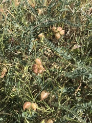Astragalus lentiginosus nigricalycis