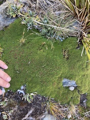Kelleria childii