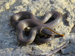 Diadophis punctatus stictogenys