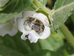 Diadasia bituberculata