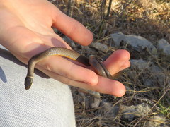 Diadophis punctatus stictogenys