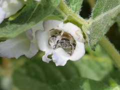 Diadasia bituberculata