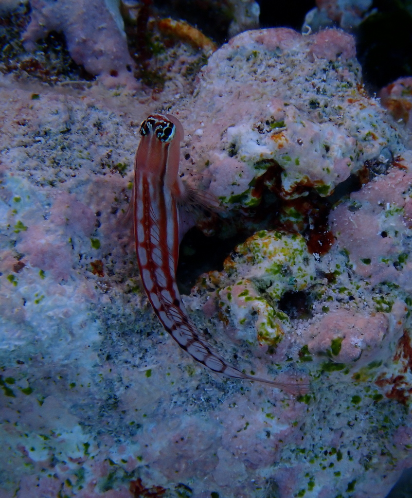 Niue blenny (Ecsenius niue) — Blenniidae