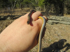 Diadophis punctatus stictogenys