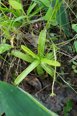 Pinguicula primuliflora