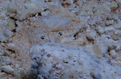 Dardanus scutellatus