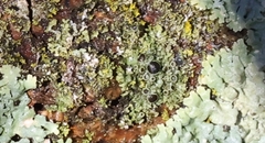 Hyperphyscia syncolla