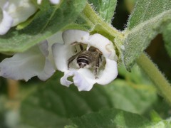 Diadasia bituberculata