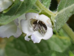 Diadasia bituberculata