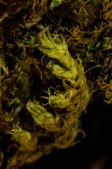 Racomitrium ericoides