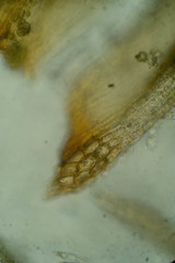 Racomitrium ericoides