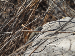 Sceloporus edbelli