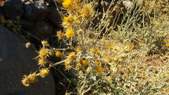 Centaurea onopordifolia