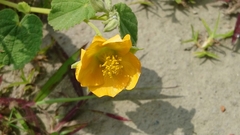 Abutilon guineense