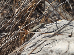Sceloporus edbelli