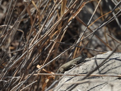 Sceloporus edbelli