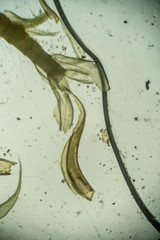 Racomitrium ericoides