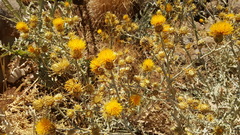 Centaurea onopordifolia