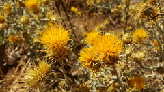 Centaurea onopordifolia