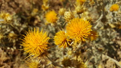 Centaurea onopordifolia