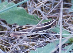 Macrotona securiformis