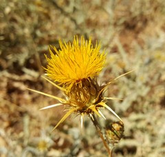 Centaurea onopordifolia