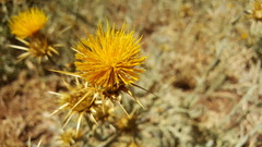 Centaurea onopordifolia