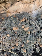 Petrophytum caespitosum