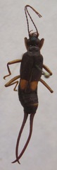 Spongiphora croceipennis