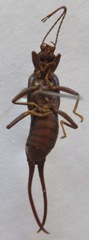 Spongiphora croceipennis