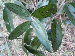 Blastacervulus metrosideri