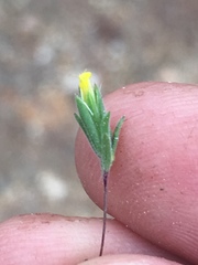 Rigiopappus leptocladus