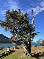 Juniperus maritima
